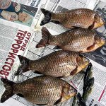 Описторхоз