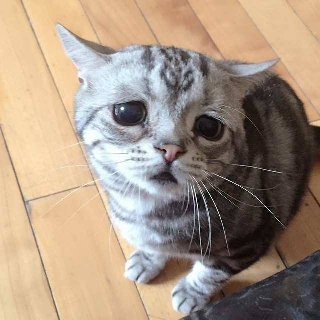 Грустная кошка Луху (ФОТО)