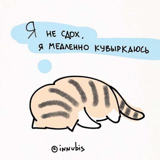 Комикаки: кошачья философия в веселых иллюстрациях (ФОТО)