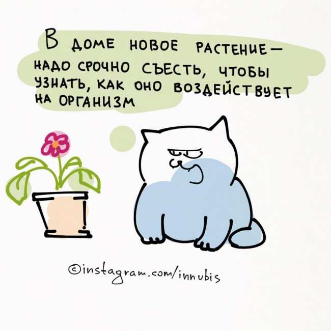 Комикаки: кошачья философия в веселых иллюстрациях (ФОТО)