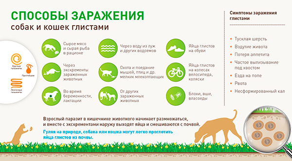 глисты у животных